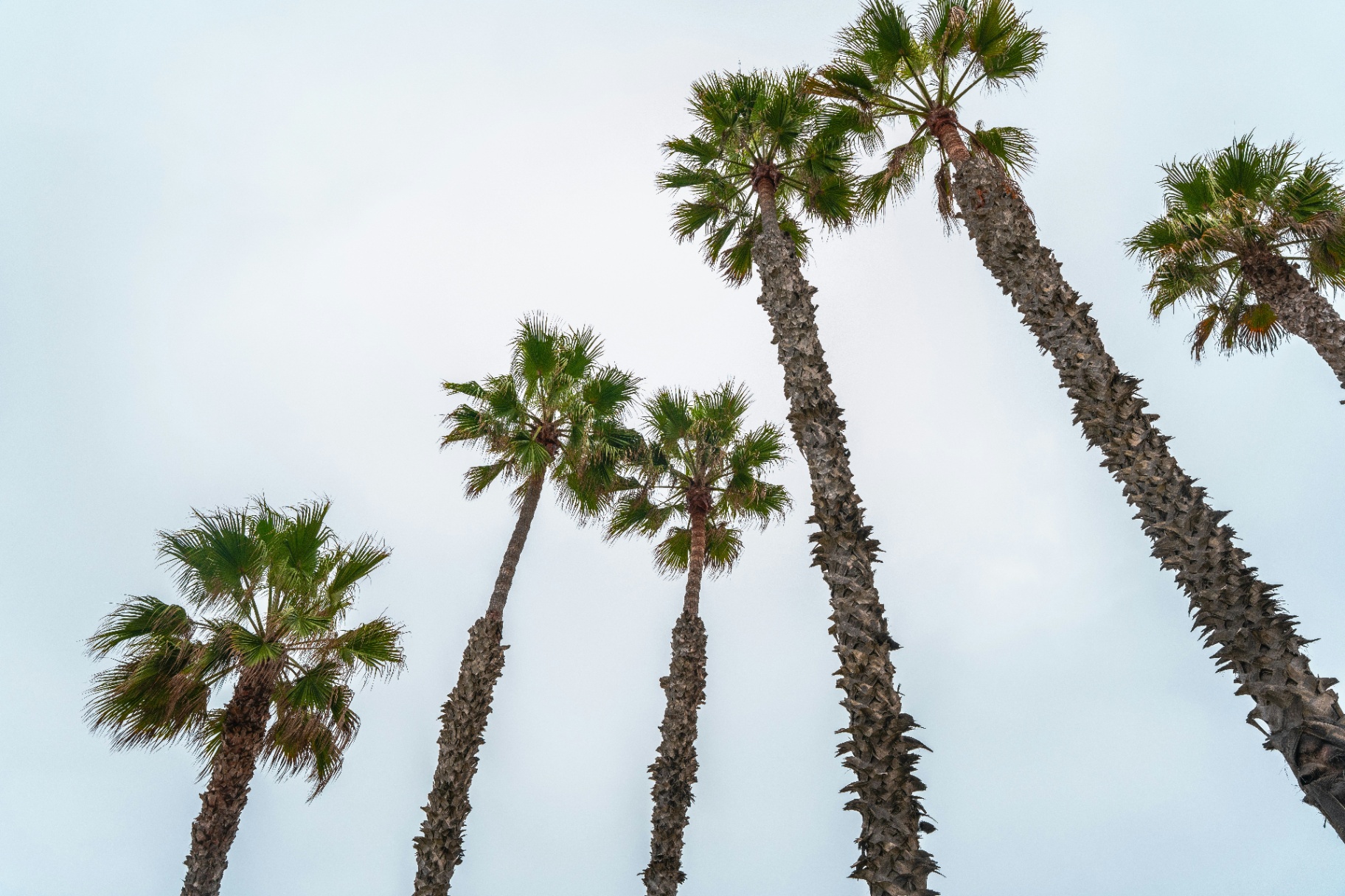Tall palms against a soft coastal sky in Huntington Beach